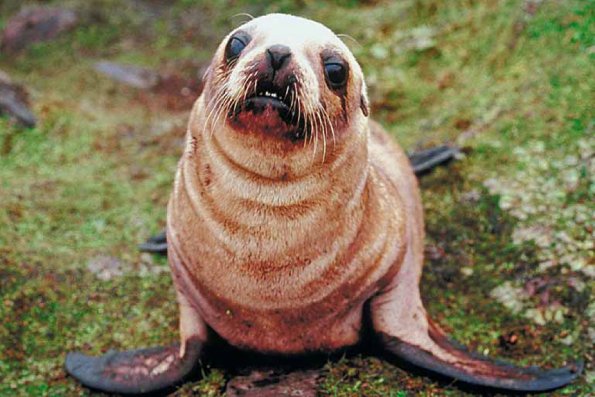 Brown seal pup uid 1012733