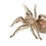 Brown tarantula uid 1271406