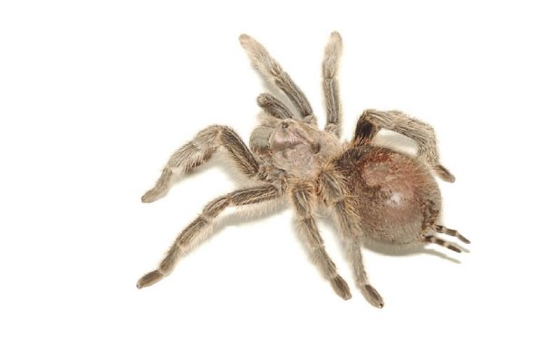 Brown tarantula uid 1271406