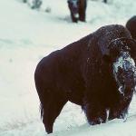 Buffalo in snow