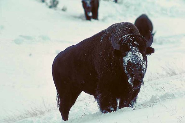 Buffalo in snow