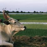 Bull by rice field India uid 1043150