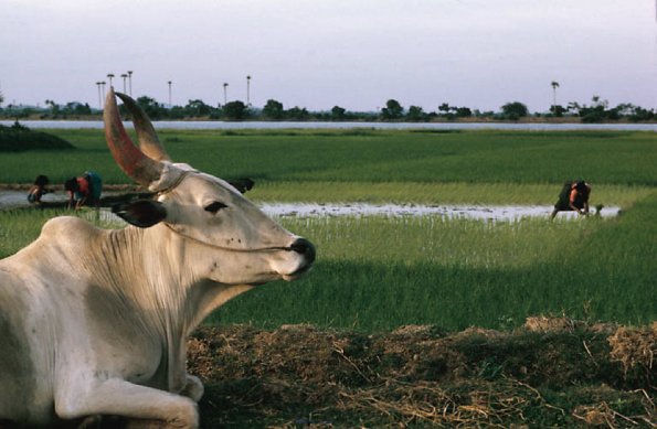Bull by rice field India uid 1043150