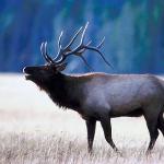 Bull elk uid 995327