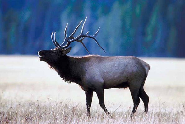 Bull elk uid 995327