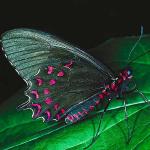 Butterflies II 0011