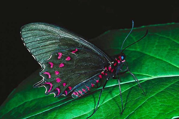 Butterflies II 0011