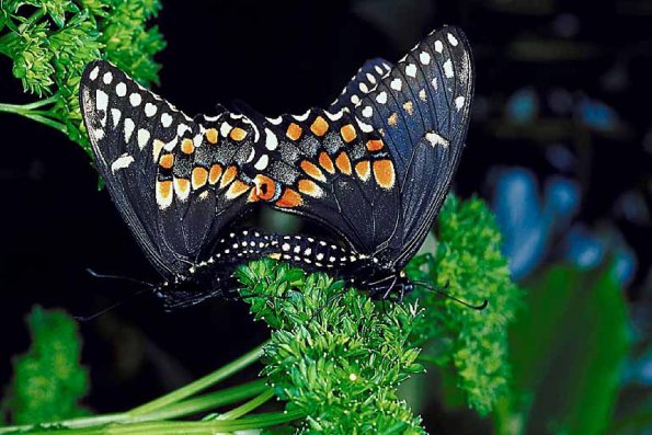 Butterflies II 0020