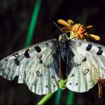 Butterflies II 0031
