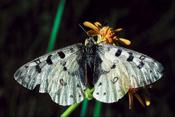 Butterflies II 0031