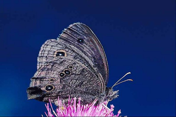 Butterflies II 0032