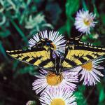 Butterflies II 0033