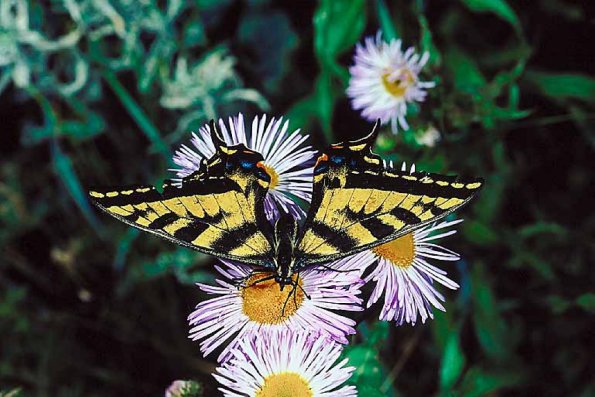 Butterflies II 0033