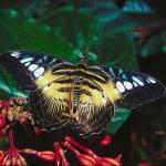Butterflies II 0040