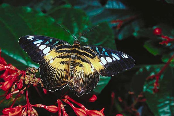 Butterflies II 0040