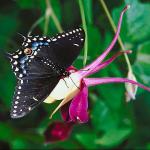Butterflies II 0046