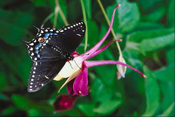 Butterflies II 0046