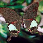 Butterflies II 0047