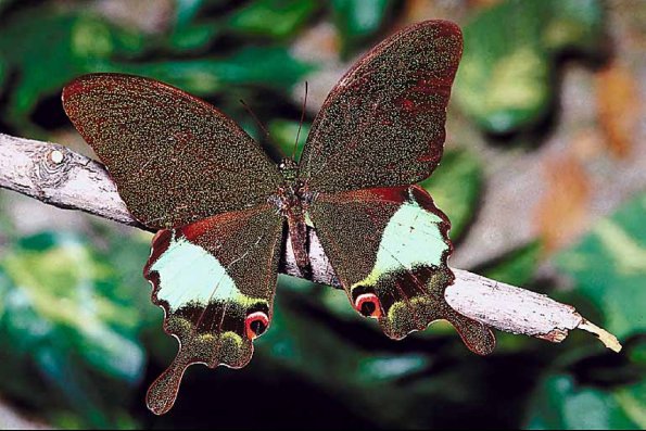 Butterflies II 0047