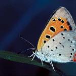 Butterflies II 0052