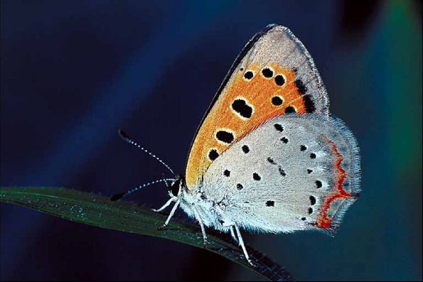 Butterflies II 0052