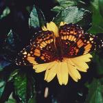 Butterflies II 006