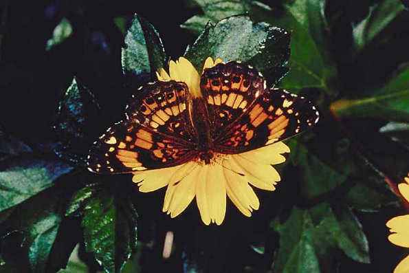Butterflies II 006