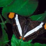 Butterflies II 009