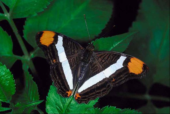Butterflies II 009