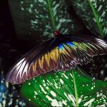 Butterflies II uid 1008544