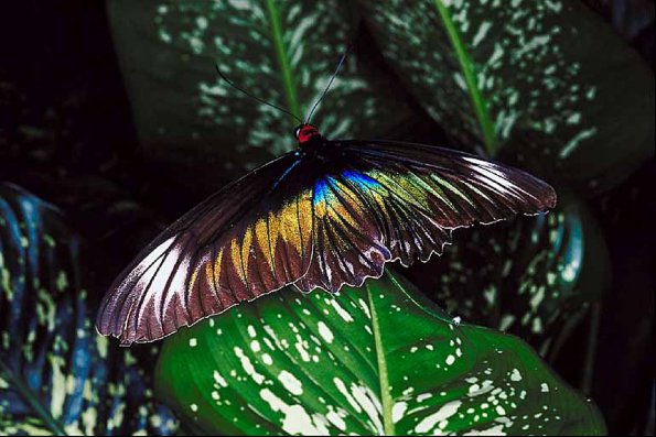 Butterflies II uid 1008544