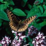 Butterfly on flowers Magdalen Island Quebec Canada