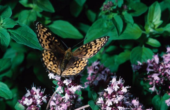 Butterfly on flowers Magdalen Island Quebec Canada