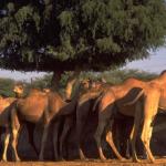 Camels