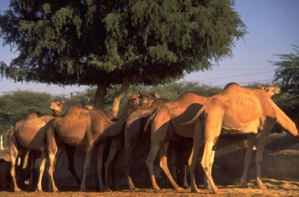 Camels