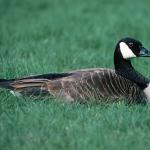 Canada goose uid 1189737