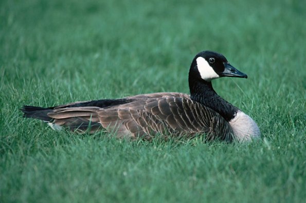 Canada goose uid 1189737