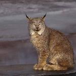 Canada lynx uid 1658474