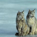 Canada lynx winter pair by icy stream uid 1033504