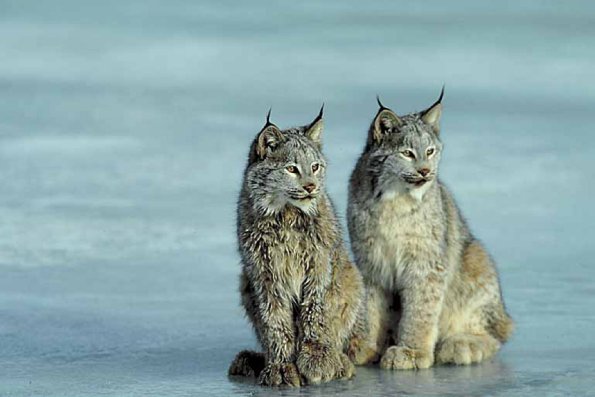 Canada lynx winter pair by icy stream uid 1033504