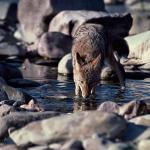 Canis latrans uid 1658430