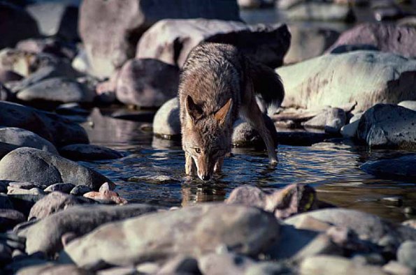 Canis latrans uid 1658430