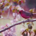 Cardinal on blooming branch