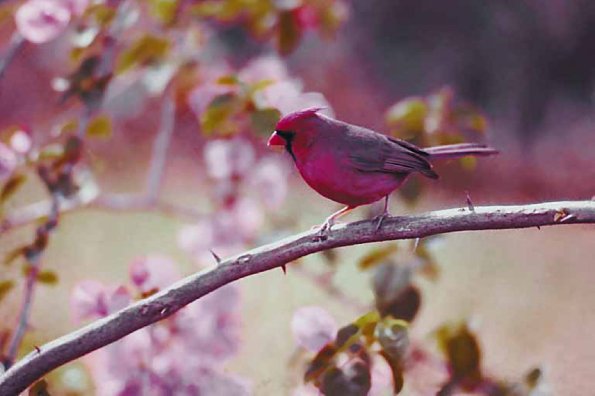 Cardinal on blooming branch