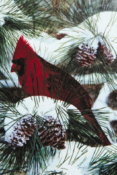 Cardinal on snow covered pine