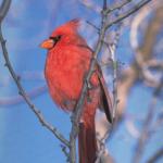 Cardinal