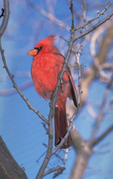 Cardinal