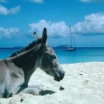 Caribbean uid 1602452