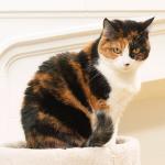 Cat sitting beside white mantle uid 1273738