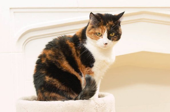Cat sitting beside white mantle uid 1273738